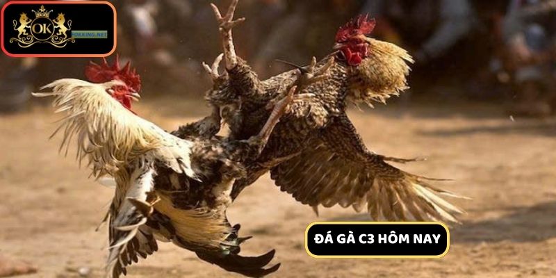 Đá Gà C3 Hôm Nay - Cập Nhật Kèo Đấu Đỉnh Cao & Cách Soi Kèo